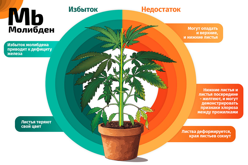 Молибден и конопля