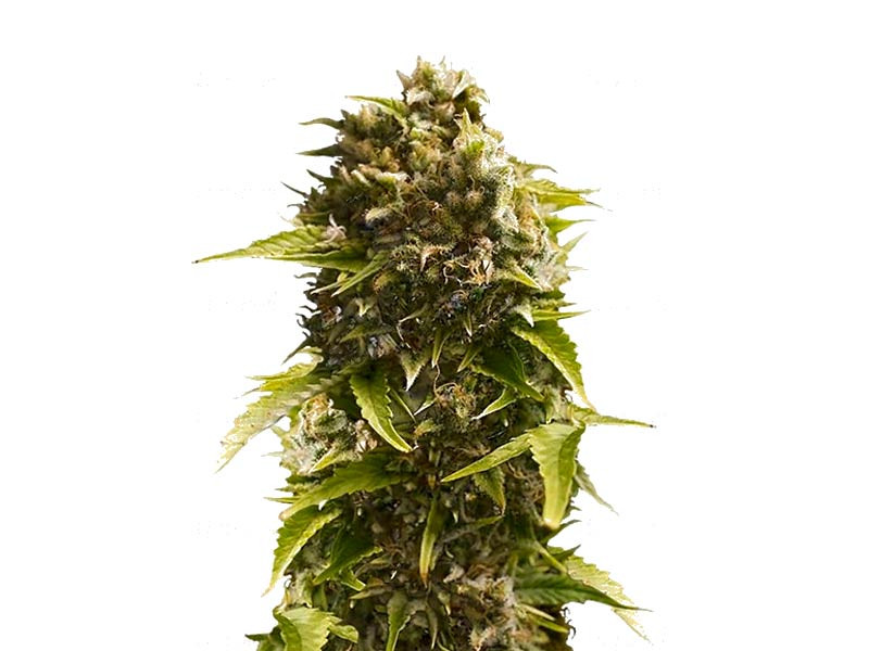 Сорт Bubba Cheese Auto fem Bubba Cheese Auto fem