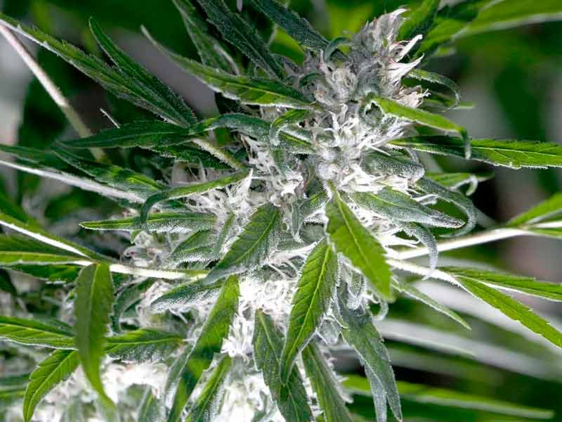 Стимулирование процесса цветения Цветение конопли