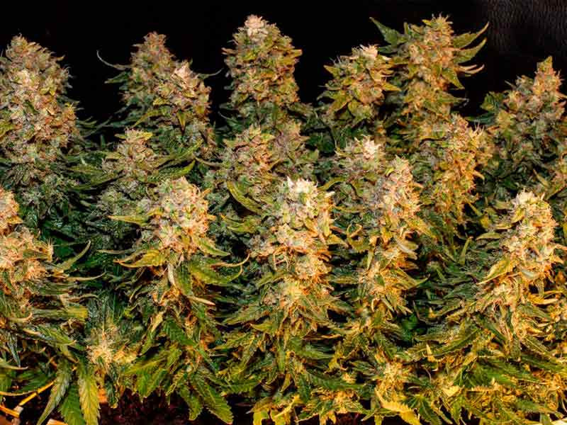 Достойный урожай марихуаны Обильный урожай конопли