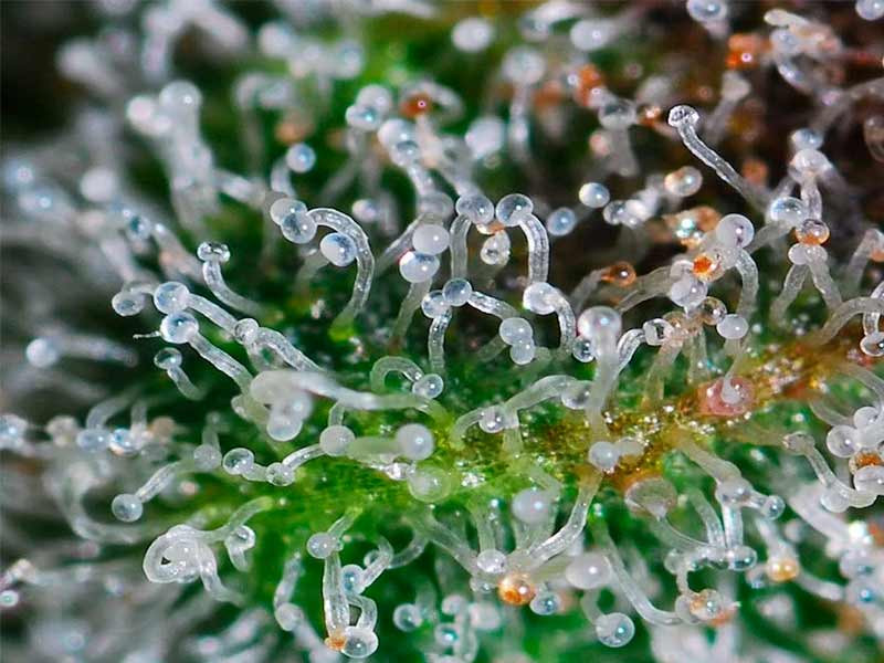 Трихомы крупным планом Трихомы