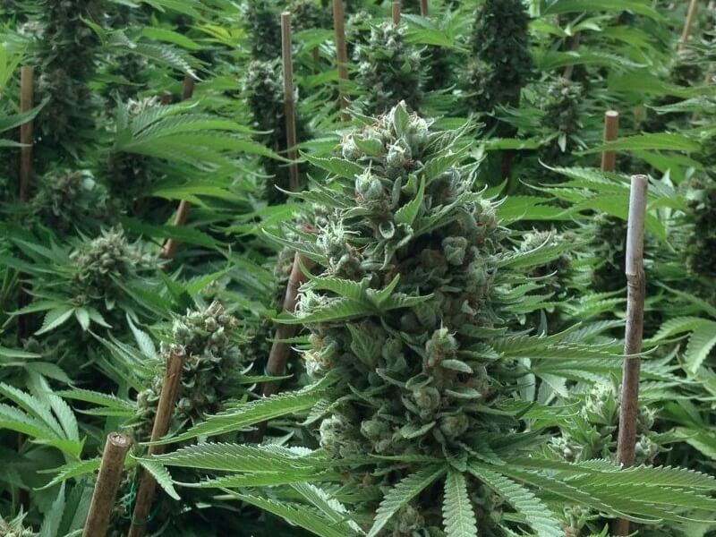 Сорт amherst sour diesel fem