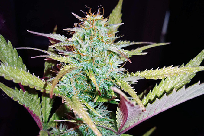 Вдохновляющий сорт каннабиса Lemon AK auto Бодрящий сорт конопли Lemon AK auto