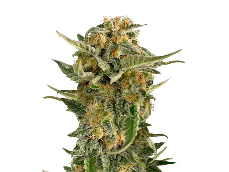 Сорт Lost Coast Skunk Auto fem Lost Coast Skunk Auto fem