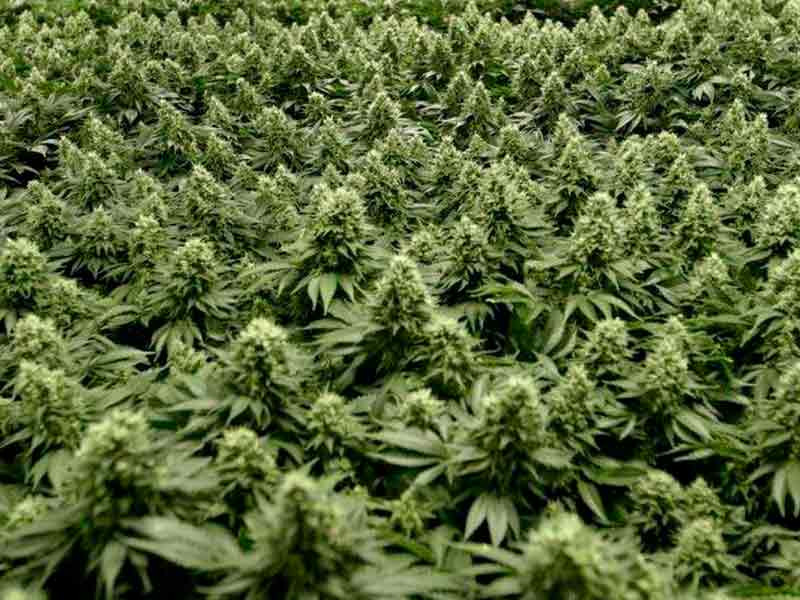 Урожайные сорта - Подборка Урожайные сорта