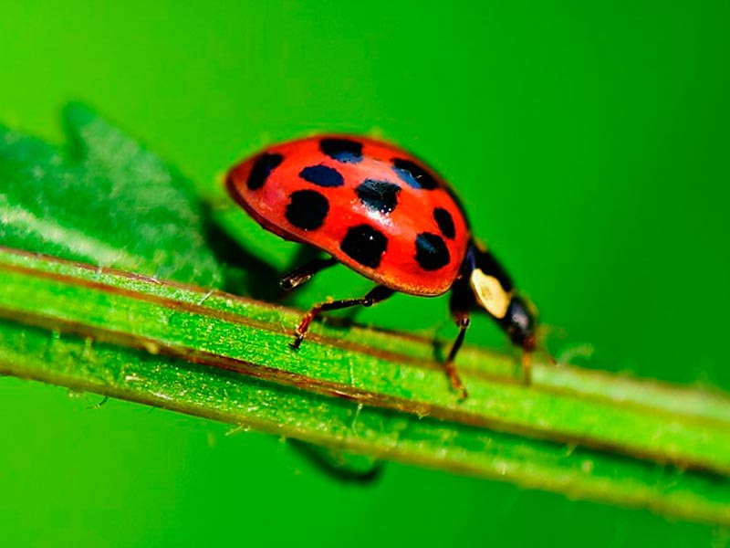 Божья коровка против тли Божья коровка для конопли