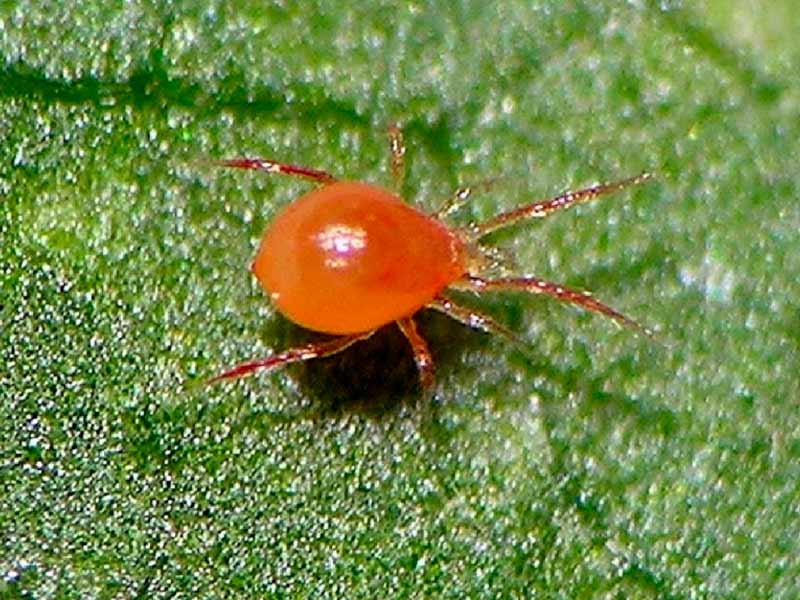 Хищный клещ против паутинного клеща Хищный клещ