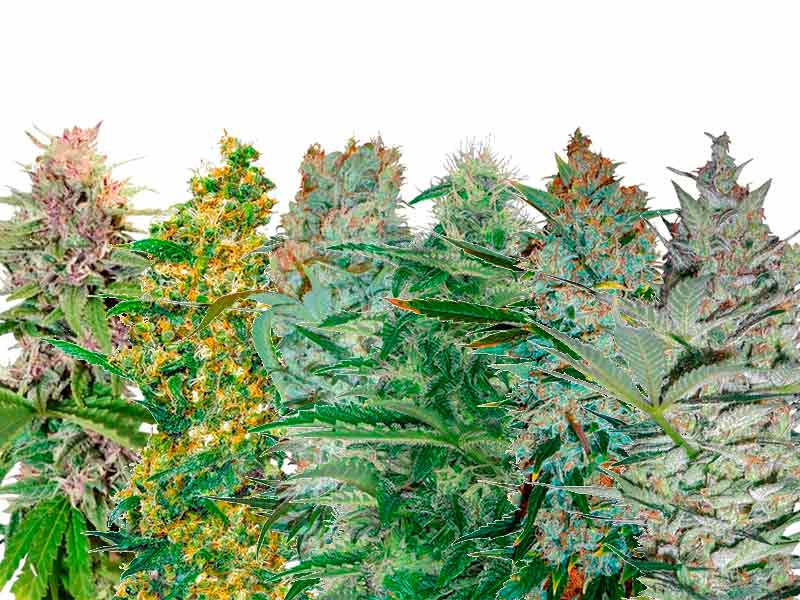 Подборка малолиственной конопли Малолиственные сорта каннабиса