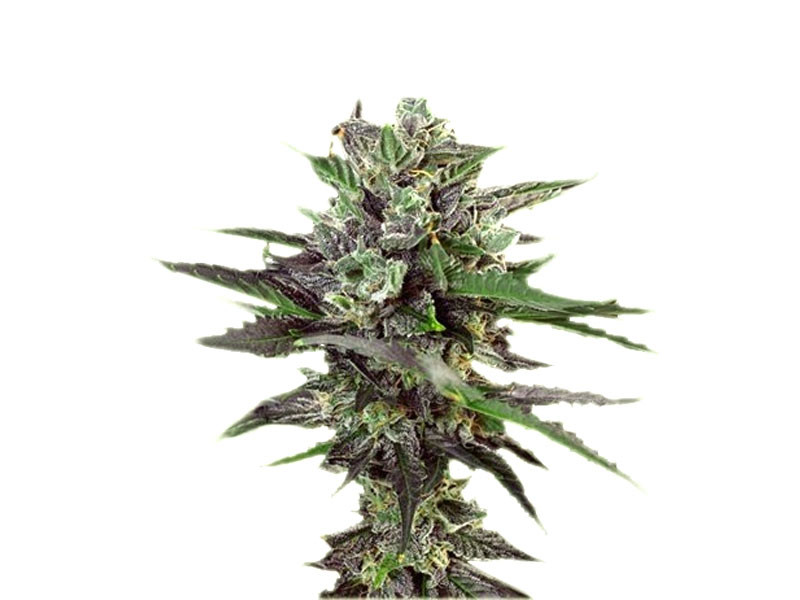 Сорт конопли Auto Blueberry от Dutch Passion Auto Blueberry fem