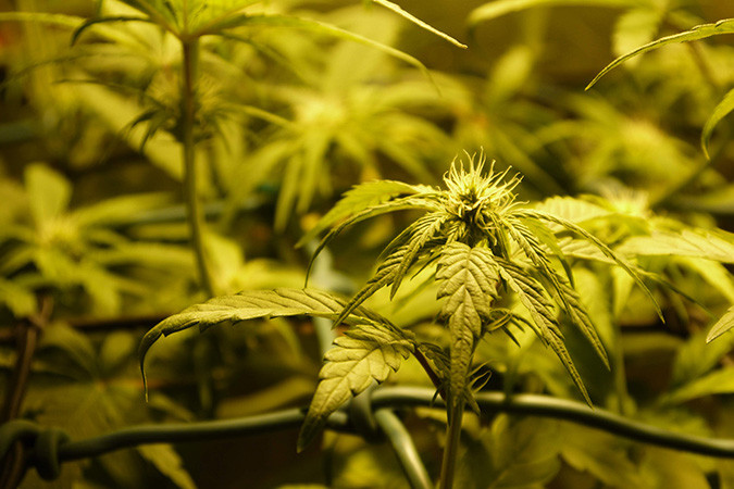 Автоцветущий сорт конопли Auto 00 Kush Сорт марихуаны Auto 00 Kush