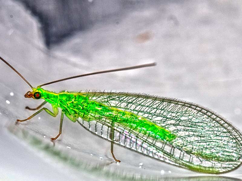 Златоглазка против паразитов с мягким тельцем Златоглазки для конопли