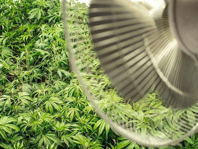 Ветровой ожёг конопли вентилятором Обдув конопли вентилятором