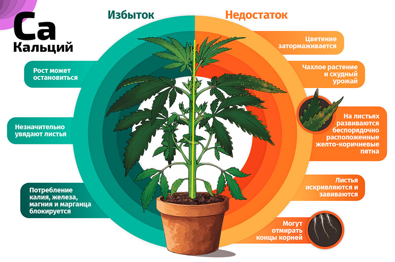 Кальций и конопля