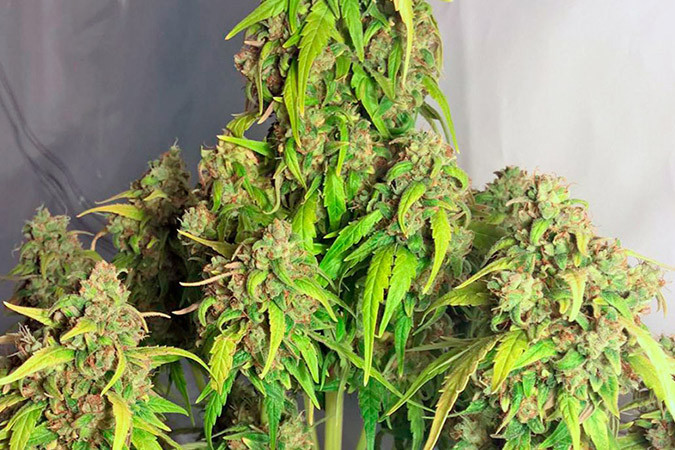 Автоцветущий сорт конопли StarRyder auto Сорт марихуаны StarRyder auto