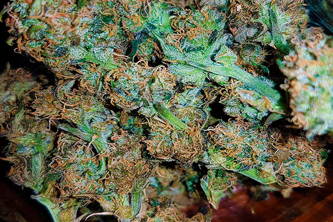 Свежий и ароматный сорт каннабиса Gorilla Glue Auto Гибрид Сативы и Индики Gorilla Glue Auto