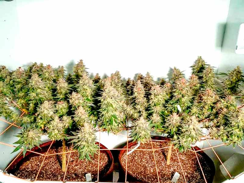 Техники повышения урожайности для разных сортов Специальные тренировки для конопли