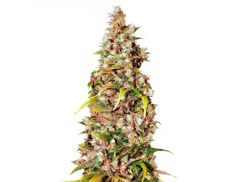 Сорт Monster fem Monster fem