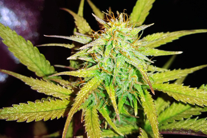 Автоцветущий сорт конопли Lemon AK auto Сорт марихуаны Lemon AK auto