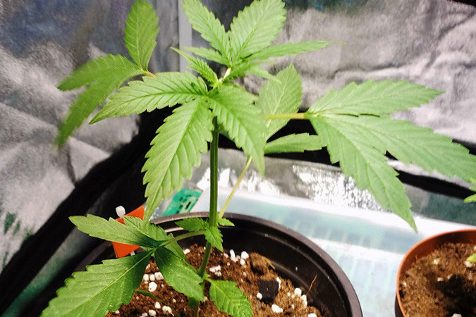 Как вырастить сорт марихуаны Lemon AK auto Выращивание семян конопли Lemon AK auto