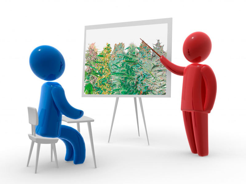 Сортовые термины и понятия Термины о сортах конопли