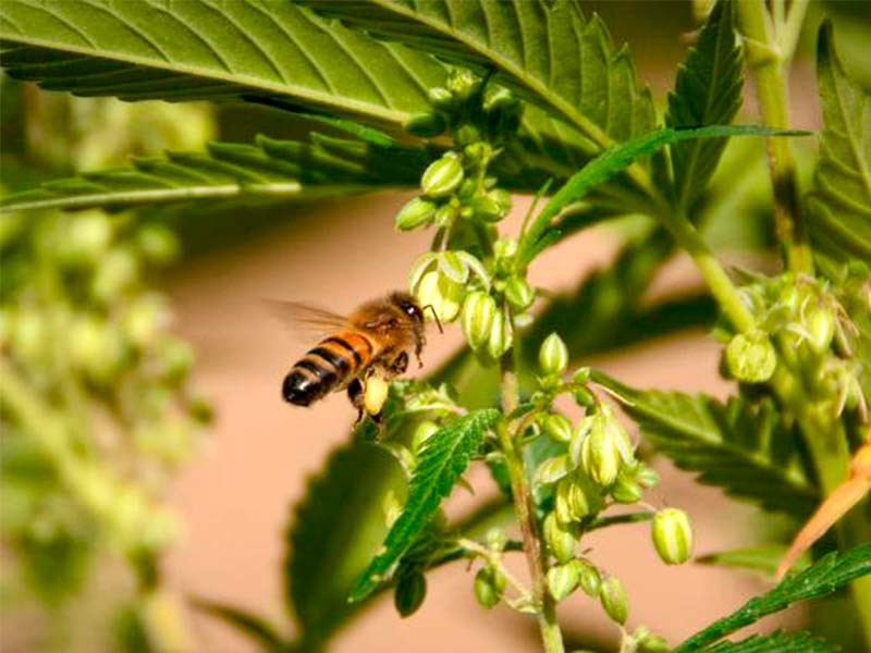 Опыление конопли Опыление каннабиса