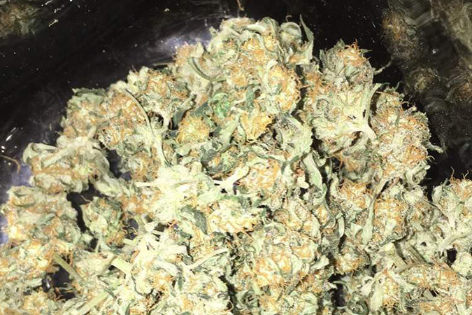 Сорт каннабиса от усталости Speedy Gonzales Auto Сорт конопли против депрессии Speedy Gonzales Auto