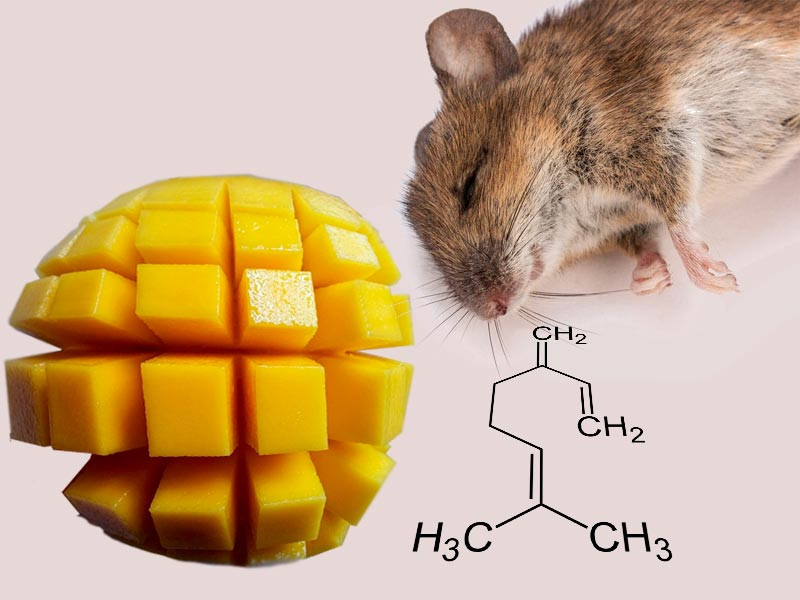 Мирцен расслабляет мышей Действие мирцена