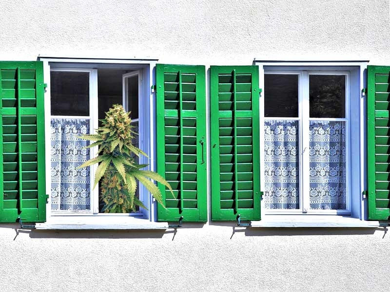 Куст конопли на подоконнике Конопля на подоконнике