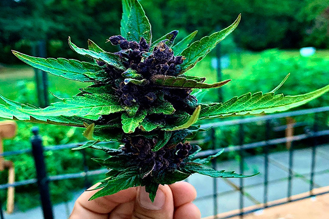 Автоцветущий сорт конопли LSD-25 auto Сорт марихуаны LSD-25 auto