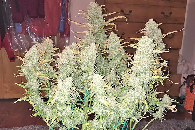 Фруктовый сорт каннабиса Green Crack auto Сорт конопли с высоким ТГК Green Crack auto