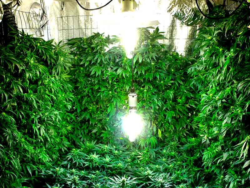 Пример вертикального выращивания