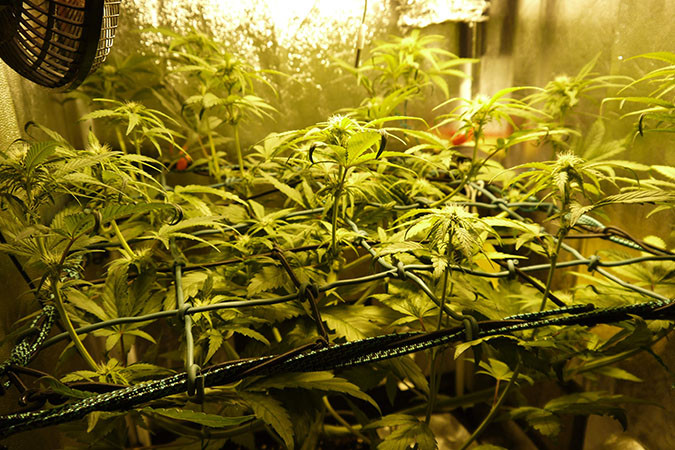 Как вырастить сорт марихуаны Auto 00 Kush Выращивание семян конопли Auto 00 Kush