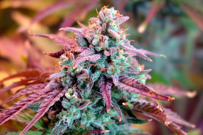 Автоцветущий сорт конопли Auto Night Queen Сорт марихуаны Auto Night Queen