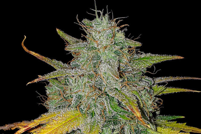 Как вырастить сорт марихуаны Girl Scout Cookies auto Выращивание семян конопли Girl Scout Cookies auto