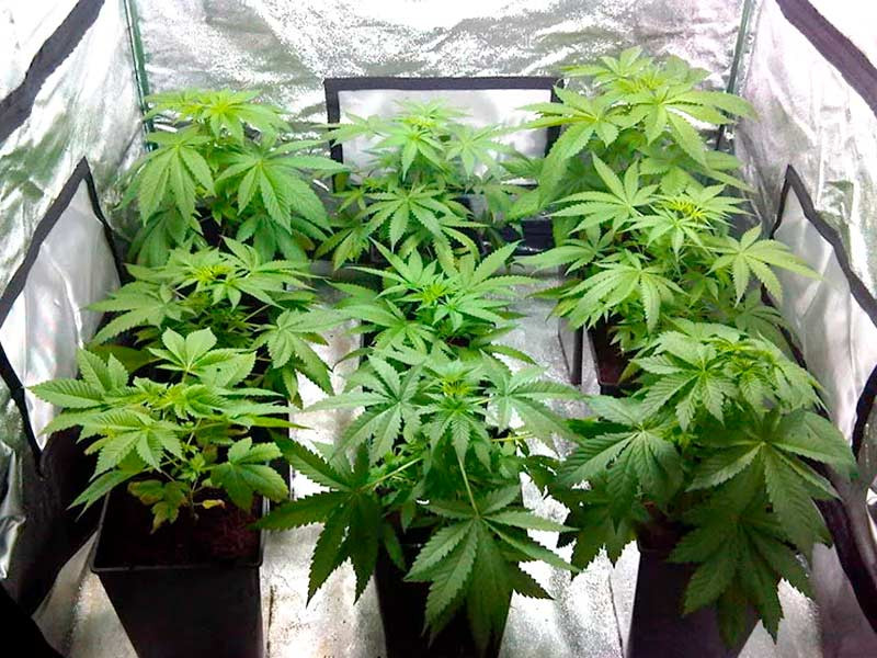 Разные сорта в гроубоксе Одновременное выращивание разных сортов конопли в гроубоксе