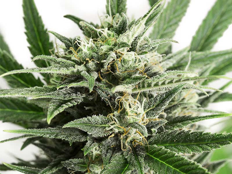 Blue Amnesia XXL от Dinafem Seeds Blue Amnesia XXL