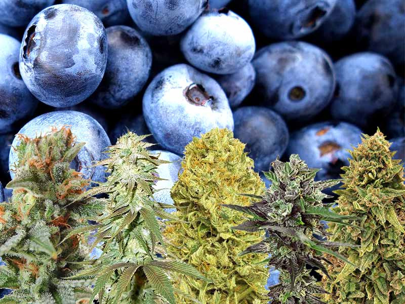 Сорта конопли с генетикой Blueberry Черничные сорта конопли