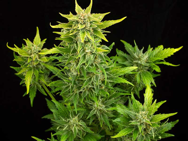 Fruit Auto от Dinafem Seeds Fruit Auto