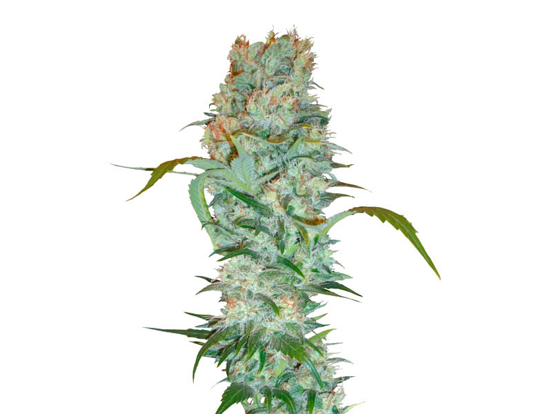 Сорт White Russian fem (Serious Seeds) White Russian fem (Serious Seeds)