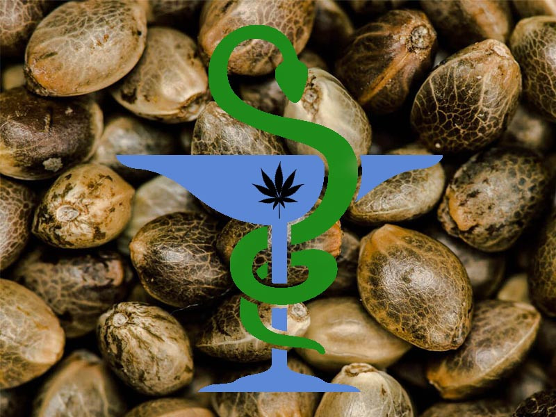 Польза семян каннабиса Польза от семян конопли