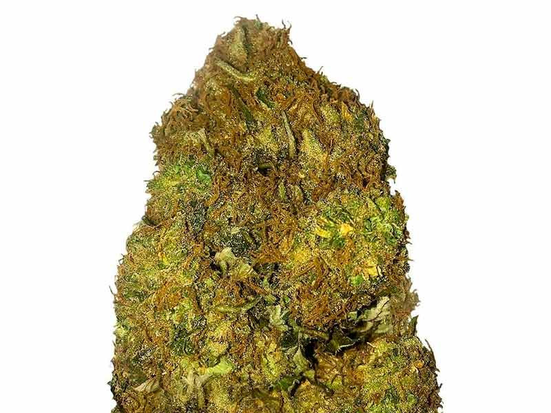 Сорт Skunky Monkey Auto fem от «Heavyweight Seeds» Skunky Monkey Auto fem от «Heavyweight Seeds»
