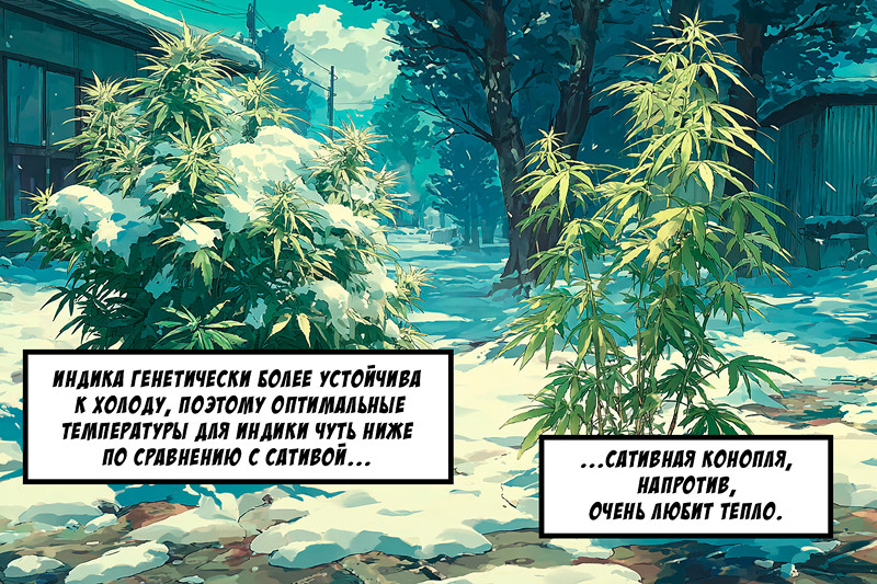 Оптимальные и критические температуры для Индики и Сативы