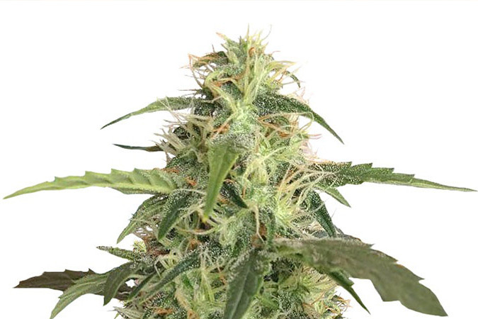 Автоцветущий сорт конопли Auto Blue Pyramid Сорт марихуаны Auto Blue Pyramid