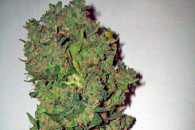 Автоцветущий сорт конопли Auto New York City (Pyramid Seeds) Сорт марихуаны Auto New York City (Pyramid Seeds)