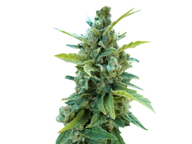 Automaria II fem от Paradise Seeds Automaria II - урожайный сорт конопля для подоконника