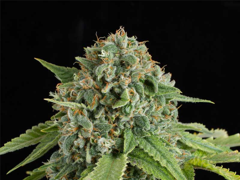 White Widow Auto от Dinafem Seeds White Widow Auto