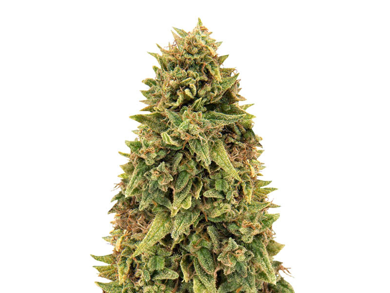 Сорт конопли Blueberry OG от Barney’s Farm Blueberry OG fem