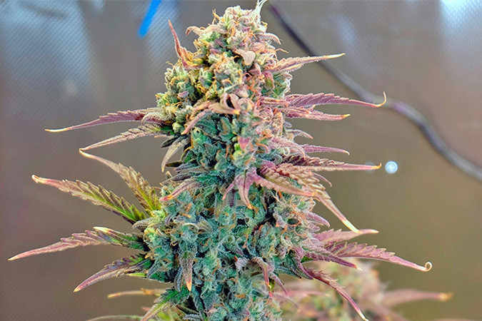 Мощный сорт каннабиса Auto Night Queen Классическая Индика Auto Night Queen
