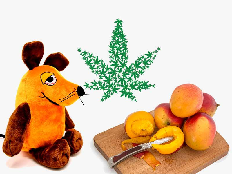 Влияние манго на уровень мирцена в организме Манго и мирцен