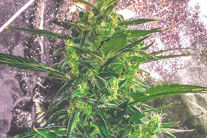 Как вырастить сорт марихуаны Thunder Bloody Mary auto Выращивание семян конопли Thunder Bloody Mary auto